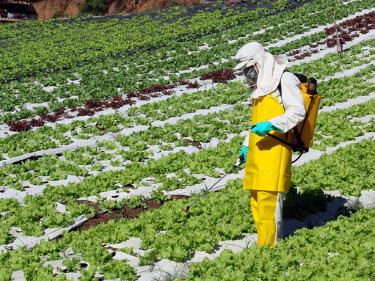 Meta de zerar resíduos de agrotóxicos em vegetais está próxima, diz Ministério da Agricultura