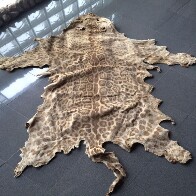 Polícia Federal deflagra operação Mustache no Acre