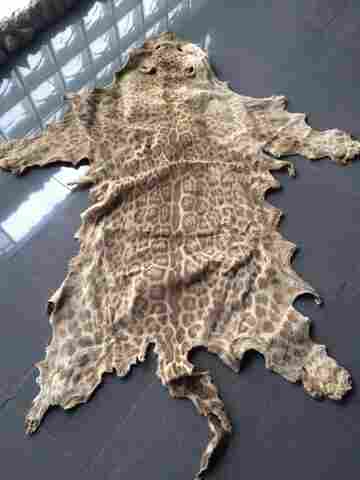 Polícia Federal deflagra operação Mustache no Acre