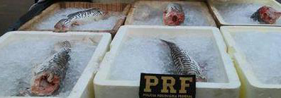 Em dois dias, PRF apreende uma tonelada de pescado que seguia de Lábrea para Porto Velho