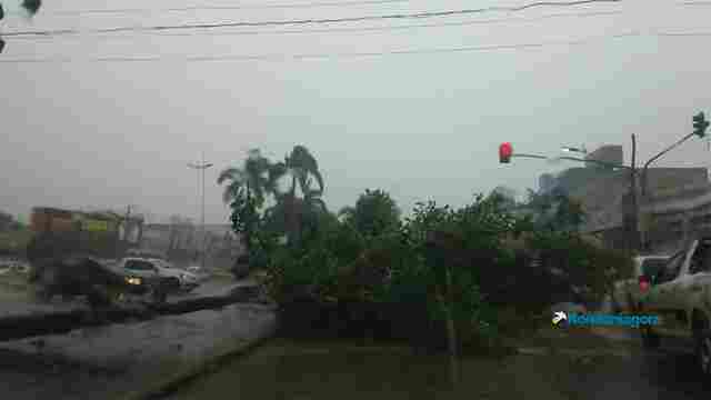 Problemas eternos: Chuva derruba árvores e provoca alagação na capital; veja fotos
