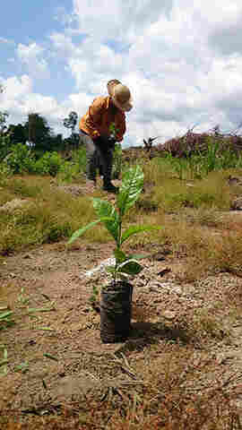 Semeando Sustentabilidade amplia áreas de reflorestamento em 2016