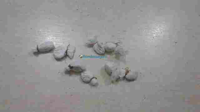 Mulher é detida com quase 10 invólucros de droga na Zona Leste