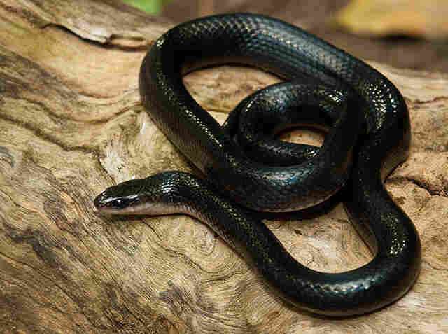 Veterinário é preso em Porto Velho após receber cobra pelos Correios