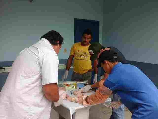 Prefeitura de Ji-Paraná oferecerá melhoramento genético para rebanho leiteiro