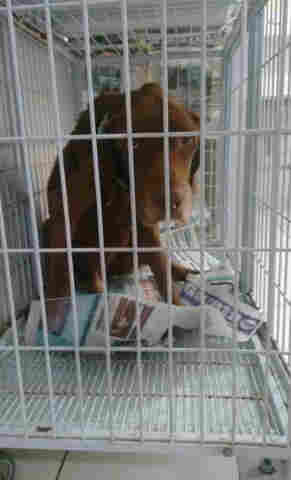 Câmara aprova projeto que proíbe extermínio de cães e gatos por órgãos públicos