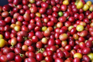 Luiz Cláudio pressiona e Ministério da Agricultura não importará café de outros países