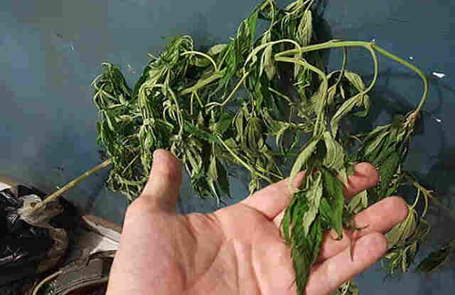 Polícia encontra pé de maconha em propriedade rural de Porto Velho e dono é preso