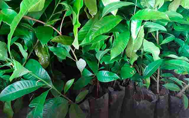 Produtores de Machadinho do Oeste recebem mudas de castanha-do-brasil