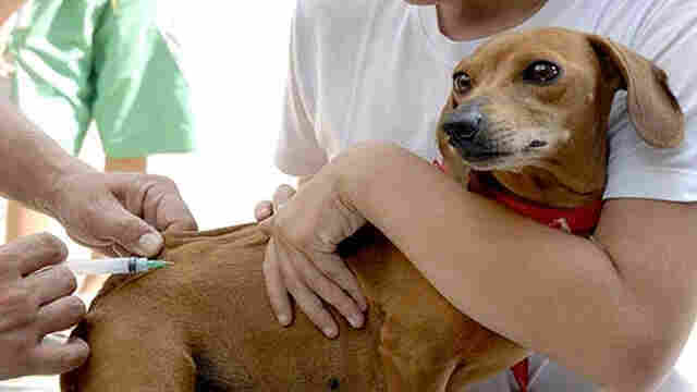 Cães e gatos devem ser vacinados contra raiva no próximo sábado em Ji-Paraná