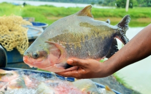 Sanidade na piscicultura será discutida em três seminários nas regiões mais produtoras de Rondônia