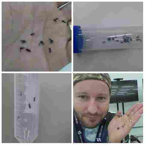 Biólogo descarta boatos sobre inseto que tem se proliferado em Porto Velho