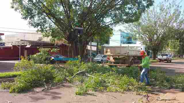 Árvores da Avenida Guaporé são retiradas pela Sema em Porto Velho