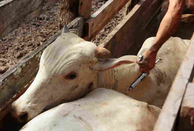 Prazo para vacinação contra a febre aftosa encerra nesta segunda-feira
