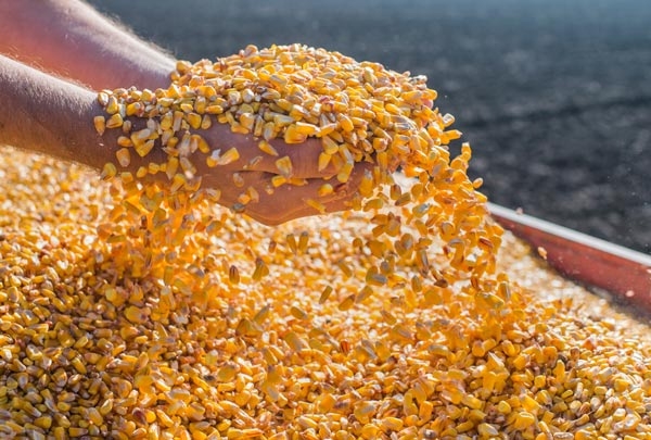 Conab em Rondônia tem mais de mil toneladas de milho para venda a pequenos criadores