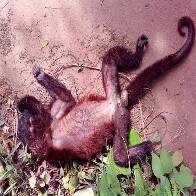 Agevisa confirma 1ª morte de macaco por febre amarela em Rondônia; outros casos estão em análise