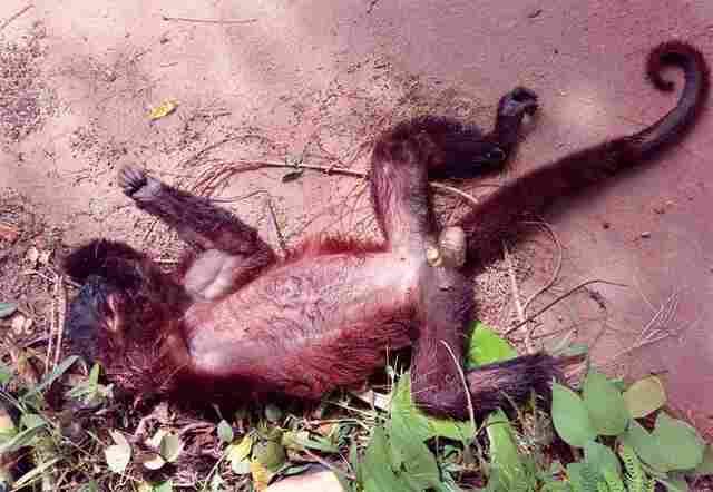 Agevisa confirma 1ª morte de macaco por febre amarela em Rondônia; outros casos estão em análise