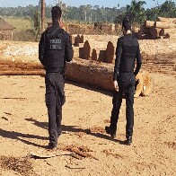 PF prendeu 4 durante Operação Máfia da Tora