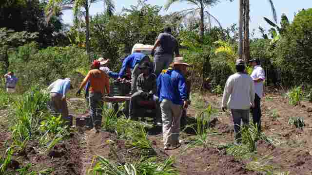 Agricultores comemoram a primeira colheita do inhame em Porto Velho