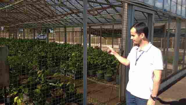 Tecnologia aumenta produtividade da agricultura familiar em Rondônia, garante Embrapa