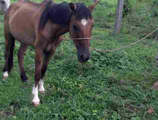 MPF investiga existência de focos de mormo em Rondônia