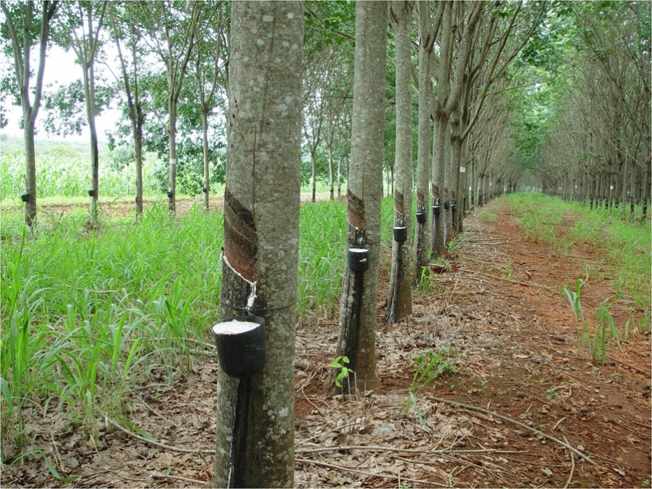 Extrativistas de borracha natural em Rondônia serão vistoriados pela Conab