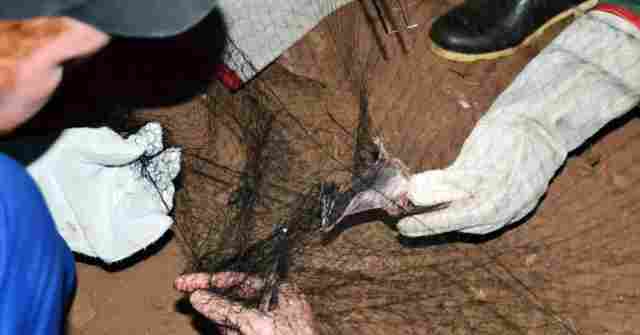 Cerca de 40 mil pessoas morrem anualmente em decorrência da raiva animal em todo o mundo