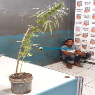 Jovem é preso com moto roubada e pé de maconha