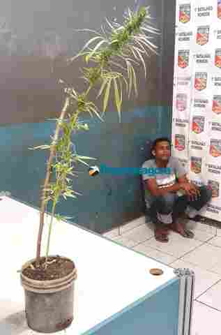 Jovem é preso com moto roubada e pé de maconha