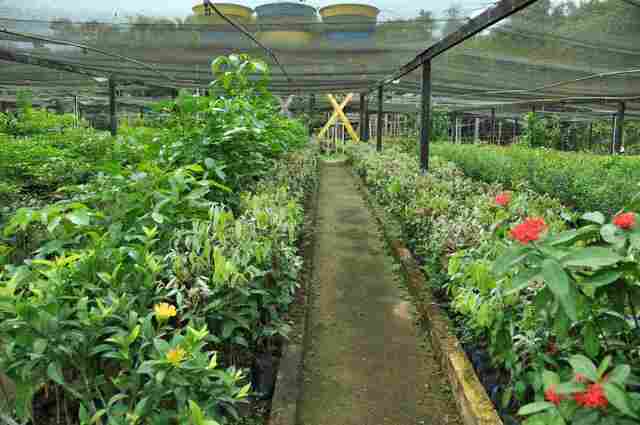 Procura por mudas de árvores cresce mais de mil por cento em viveiro municipal de Porto Velho