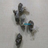 Adolescente é flagrado vendendo drogas por telefone na Zona Leste de Porto Velho