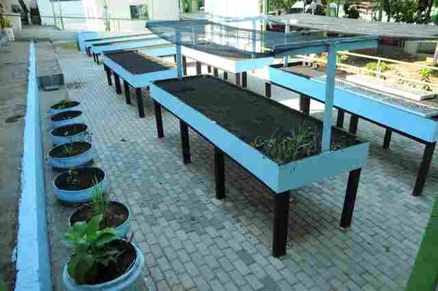 Prefeitura desenvolve projeto de hortas orgânicas na Casa do Ancião