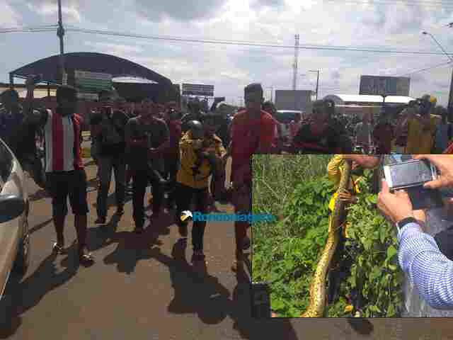 Vídeo: Sucuri de mais de 4 metros é capturada no canal do Skate Parque