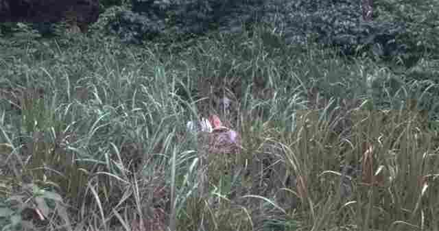 Corpo de homem é encontrado com várias facadas na Estrada da Areia Branca