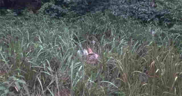 Vítima de homicídio encontrado em ramal é identificada em Porto Velho