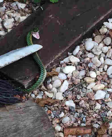 Corpo de Bombeiros alerta sobre cuidados e prevenção de acidentes com animais peçonhentos