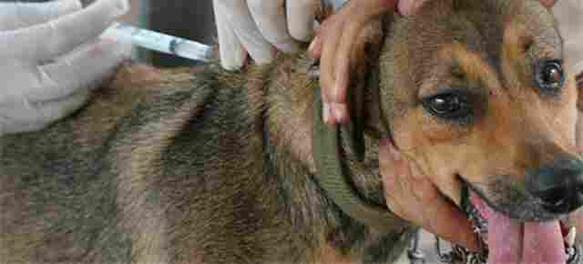 Vacinação contra raiva é neste sábado, confira lista com os 98 postos em Porto Velho