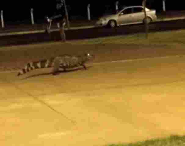 Vídeo: Jacaré é filmado no Espaço Alternativo de Porto Velho
