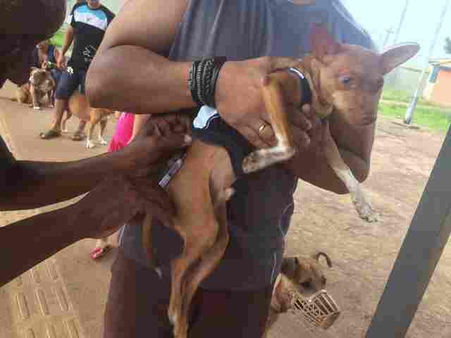 Mais de 35 mil animais são vacinados contra raiva em Porto Velho