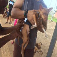 Mais de 35 mil animais são vacinados contra raiva em Porto Velho