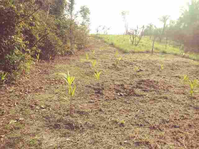 Prefeitura ajudará a recuperar áreas degradadas com árvores