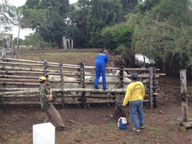 Equipes da Idaron vacinam gado boliviano de propriedades localizadas às margens do rio Guaporé