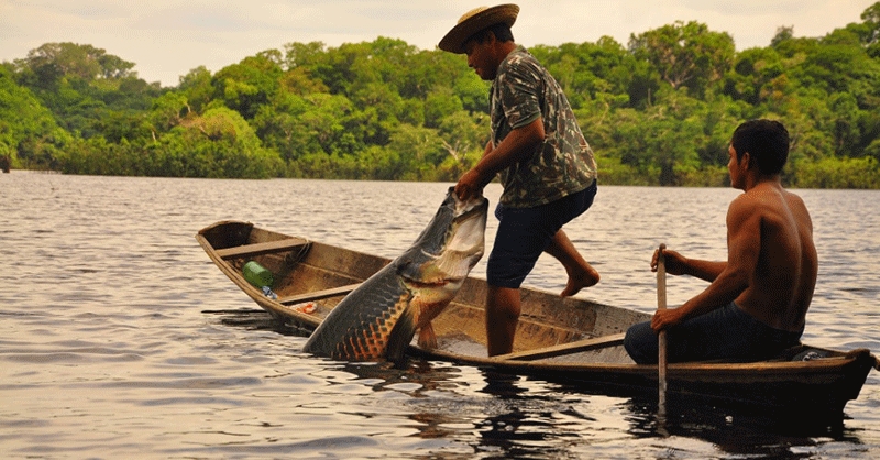 Ações garantem desenvolvimento comercial de peixes na região de Nova Mamoré e Guajará-Mirim