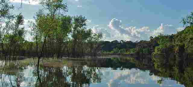 Por suspeita de febre amarela, Agevisa e Lacen vão investigar mortes de macacos na Reserva do Lago do Cuniã