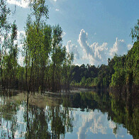 Por suspeita de febre amarela, Agevisa e Lacen vão investigar mortes de macacos na Reserva do Lago do Cuniã
