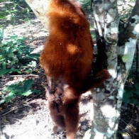 Macaco é achado morto em propriedade rural de Ouro Preto do Oeste