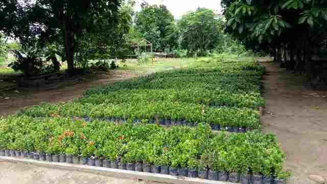 Viveiro Municipal de Ji-Paraná tem 50 mil mudas prontas para distribuição