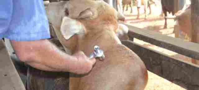 Dose reduzida da vacina contra aftosa deve ser aplicada a partir do segundo semestre