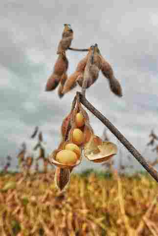 Embrapa inicia Dias de Campo de Soja em Rondônia na quinta-feira, dia 8