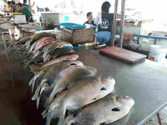 Venda de peixe ainda está fraca em Porto Velho, mas feirantes esperam melhora